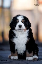 Мы рады объявить о продаже очаровательных щенков бернского зененхунда! Эти мягкие и добрые гиганты ищут свою новую семью!

Бернский зененхунд – это замечательная порода для семей с детьми.  Они отли ...