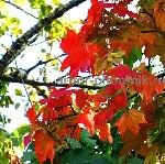 Растения объявление но. 3956474: Крупномеры в Москве и Подмосковье с доставкой и посадкой