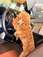 В поисках любящих хозяев кобель пуделя.  Др 26.01.2025г.  С документами,  привит по возрасту,  чипирован.  Окрас ред Браун.  Мальчик ласковый,  игривый,  кушает сухой корм. ...