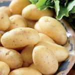 «11 сортов для любых кулинарных и промышленных целей — продаем оптом картофель со средним и повышенным содержанием крахмала.  Овощи подходят для готовки свежих блюд и выпуска полуфабрикатов,  а также  ...