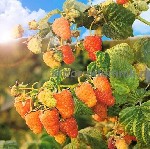 Растения объявление но. 3558384: Питомник растений и крупномеров предлагает саженцы с закрытой корневой системой