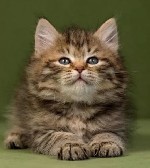 Разное объявление но. 3402305: Питомник кошек сибирской породы традиционного окраса Golden Mascot’s