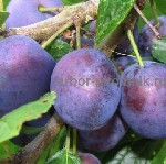 Крупномеры и саженцы слив из подмосковного питомника Арбор с доставкой и услугой посадки.  Более 20 лет - мы в питомнике Арбор выращиваем сливы и другие плодовые деревья.  Предоставляем только качеств ...