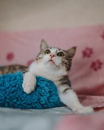 Кошки, котята объявление но. 4161486: красивый котенок ищет дом