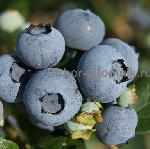 Саженцы голубики из питомника Арбор с доставкой и услугой посадки в Москве и Подмосковье.  

Питомник Арбор предлагает саженцы голубики по низким ценам.  У нас вы найдете растения от 3 до 12 лет.  В ...