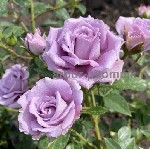 Растения объявление но. 3751428: Саженцы роз из питомника с доставкой по Москве,  розы в горшках