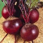 Свежие корнеплоды урожая 2025 года легко заказать у крупного оптового поставщика — фермерства «Сатурн-2»,  которое предлагает своим клиентам два вкусных сорта.  Купчиха и Детройт — два вида свеклы с н ...