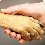 Первая консультация - БЕСПЛАТНО !
Окажем Профессиональную юридическую помощь при спорах по вопросам оказания ветеринарных услуг Вашему питомцу.  
- Вы считаете,  что Вашему питомцу оказали некачеств ...