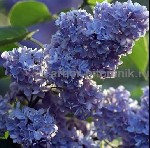 Растения объявление но. 3705343: Саженцы сирени из питомника,  каталог с сортами в интернет магазине