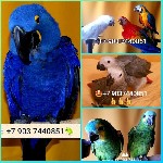 Предлагаем вам птенцов 4 мес.  крупных видов попугаев из питомника:  ара,  какаду,  амазон,  жако,  благородные попугаи,  веерные попугаи,  любые виды и подвиды.  Все малыши - абсолютно ручные,  ласко ...