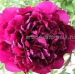 Саженцы пионов купить в Москве,  пионы в горшках для посадки из интернет магазина и питомник Арбор.  

Мы сами выращиваем пионы,  розы,  гортензии и другие растения на нашем поле в Раменском районе. ...