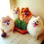 Внимание!!! 
Продаются очень красивые , весёлые, очаровательные и умные мини- малыши породы йоркширский терьер, померанский шпиц, ши тцу, чихуахуа,бишончики и мальтизе. . Мордочки бейби- фейс , щеноч ...