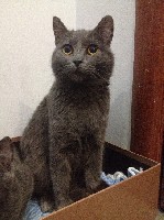 Кошки, котята объявление но. 1010435: Котя, полубританка