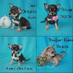 Собаки, щенки объявление но. 1010982: Элитные щеночки чихуахуа с документами