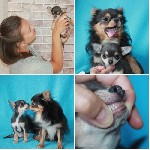 Собаки, щенки объявление но. 1010982: Элитные щеночки чихуахуа с документами