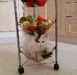 Кошки, котята объявление но. 1014371: отдам кошечку в тёплые руки