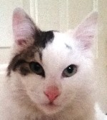 Кошки, котята объявление но. 1014371: отдам кошечку в тёплые руки