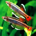 Услуги объявление но. 1015451: Продажа аквариумов, аквариумных рыбок и растений