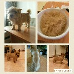 Разное объявление но. 1018772: Стрижка собак и кошек без наркоза