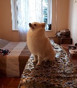 Разное объявление но. 1018772: Стрижка собак и кошек без наркоза