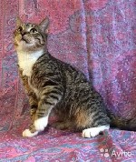 Ласковые кошки в дар. Есть возможность отправки в другие страны. ...