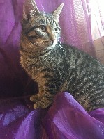 Услуги объявление но. 1018794: Кошки в дар