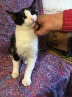 Услуги объявление но. 1018794: Кошки в дар