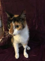 Услуги объявление но. 1018794: Кошки в дар