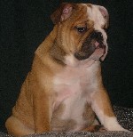 Услуги объявление но. 1024780: Две леди английского бульдога