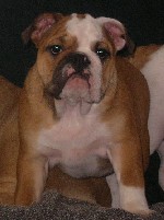 Услуги объявление но. 1024780: Две леди английского бульдога