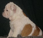 Услуги объявление но. 1024780: Две леди английского бульдога