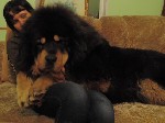 Собаки, щенки объявление но. 1028288: Щенки Тибетского мастифа