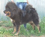 Собаки, щенки объявление но. 1028288: Щенки Тибетского мастифа