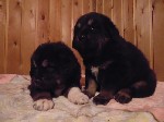 Собаки, щенки объявление но. 1028288: Щенки Тибетского мастифа
