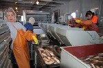 Производство объявление но. 1033151: Рыбообработчики на заводы Дальнего Востока