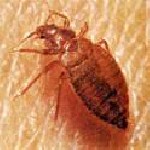 Уборка объявление но. 1037611: Мытищи клопы уничтожить с одного раза гарантия 89851532621