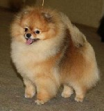 Собаки, щенки объявление но. 1039996: Померанский щпиц энергичные, веселые, звонкие