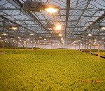 Фито Светильники ЖСП30-400-010 поставляются в комплекте с натриевой зеркальной лампой ДНаЗ 400 АгроЭколюм, эти лампы изготовлены с применением горелок с спеченным электродом, лампы с увеличенной свето ...