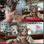 Отдам двух Котят в хорошие руки, в взрасти 1,5 месяца. Котята сами кушают и Ходят в Лоток. Очень ласковые и хотят найти свой дом. Они станут Вам преданными друзьями, будут любить Вас всю свою жизнь и  ...