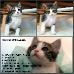 Отдам в хорошие руки объявление но. 1043050: Отдам двух Котят в хорошие руки, в взрасти 1,5 месяца.