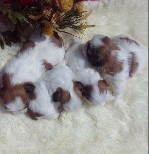 Собаки, щенки объявление но. 1045327: шикарные детки ши-тцу