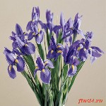 Растения объявление но. 1045631: ЦВЕТОЧНЫЙ 24 круглосуточная доставка цветов в Москве и МО