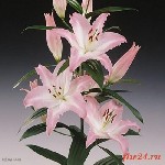 Растения объявление но. 1045631: ЦВЕТОЧНЫЙ 24 круглосуточная доставка цветов в Москве и МО