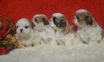 Собаки, щенки объявление но. 1048902: шикарные детки ши-тцу
