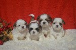 Собаки, щенки объявление но. 1048902: шикарные детки ши-тцу