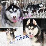 Питомник Русское Сафари предлагает к продаже щенков, от красивых породных родителей.
Рожденные 20 марта. 
Документы РКФ , Клеймо , Прививки по возрасту.

Отправляем в другие регионы. Вся информаци ...