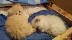 Кошки, котята объявление но. 1051513: продам персидских котят
