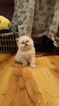 Кошки, котята объявление но. 1051513: продам персидских котят