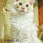 Кошки, котята объявление но. 1051931: Maine Coon