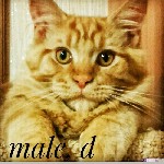 Кошки, котята объявление но. 1051931: Maine Coon